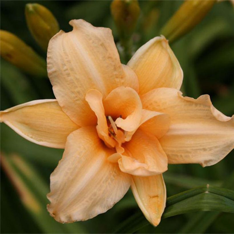 Hemerocallis Double Entendre - Emerocallide (Fioritura)
