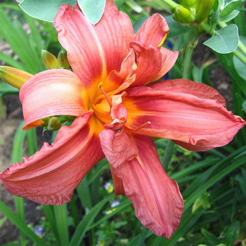 Hemerocallis Double Glamour - Emerocallide (Fioritura)