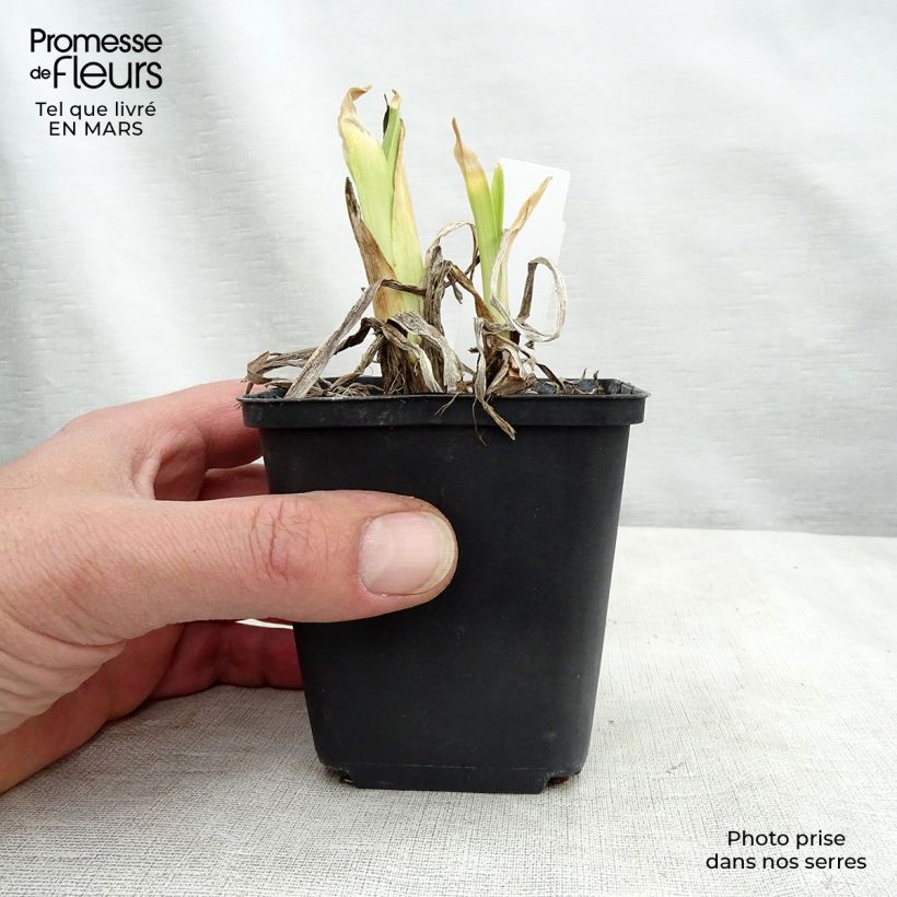 Hemerocallis Dragons Eye - Emerocallide Vaso da 1L/1,5L esemplare consegnato in primavera