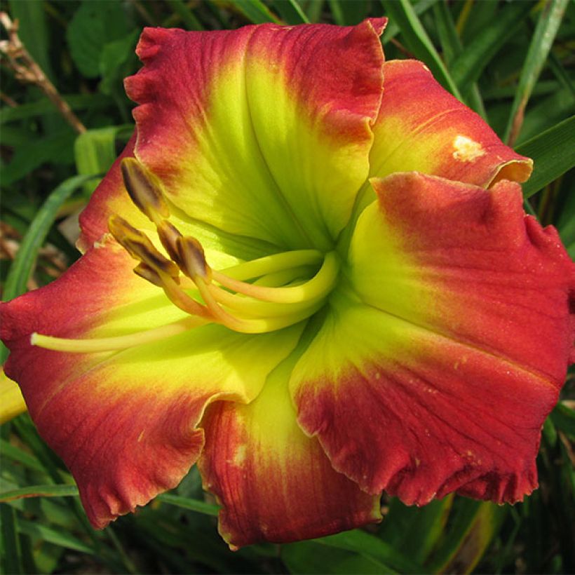 Hemerocallis Dragons King - Emerocallide (Fioritura)