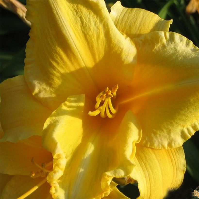 Hemerocallis Ed Kirchhoff - Emerocallide (Fioritura)