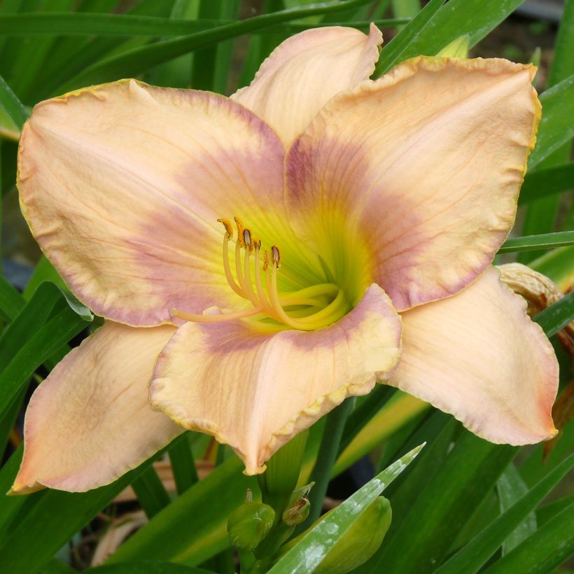 Hemerocallis Elegantissima - Emerocallide (Fioritura)