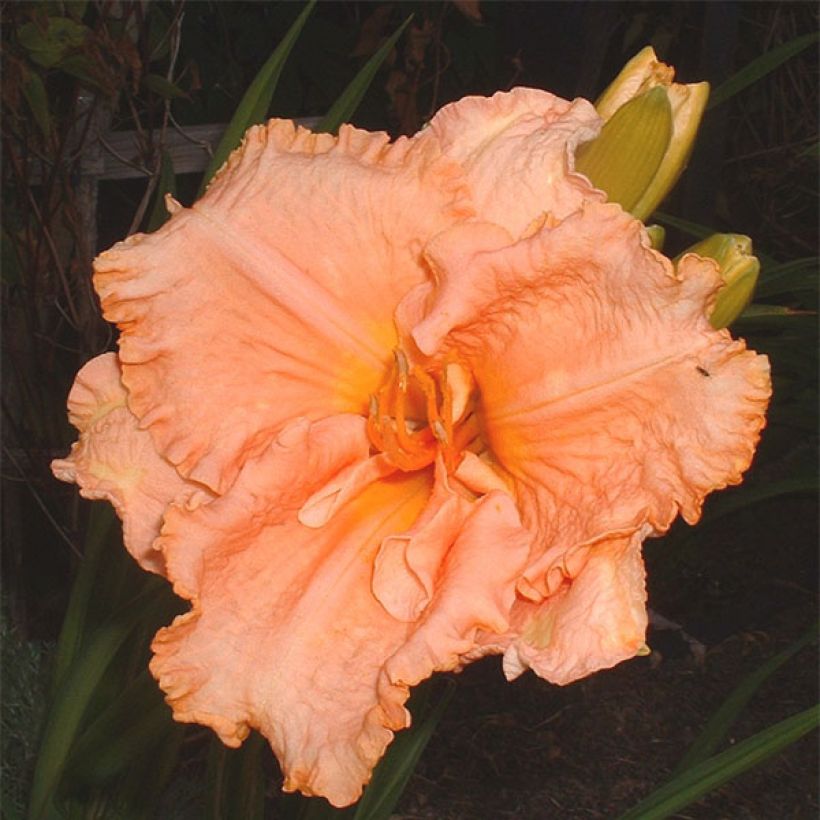 Hemerocallis Elisabeth Salter - Emerocallide (Fioritura)