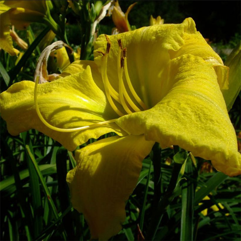 Hemerocallis Evening Bell - Emerocallide (Fioritura)