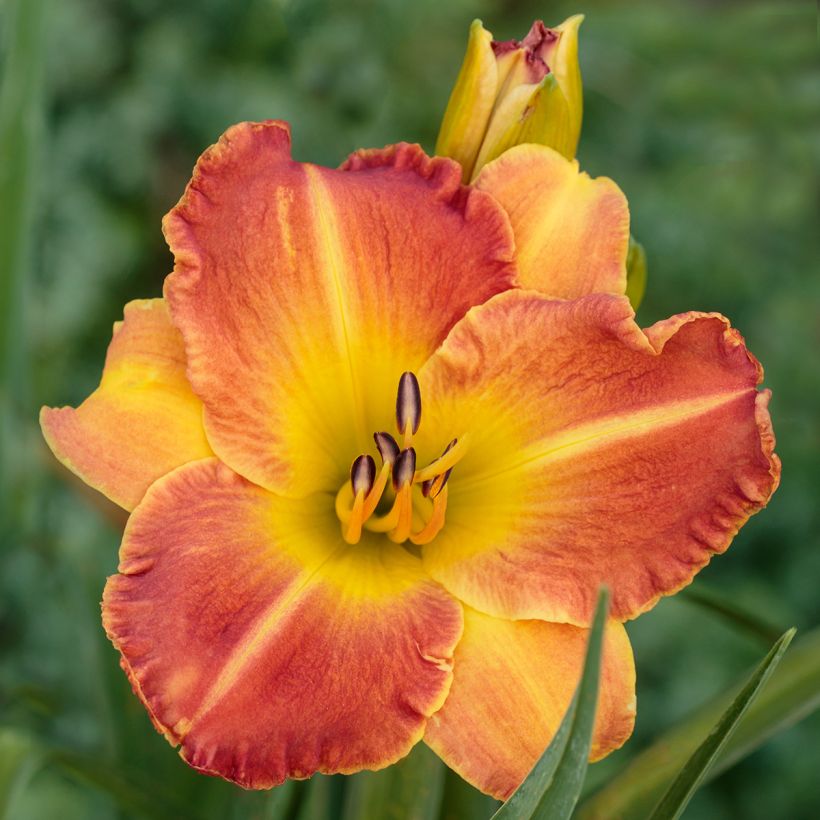 Hemerocallis Everydaylily Bronze - Emerocallide (Fioritura)