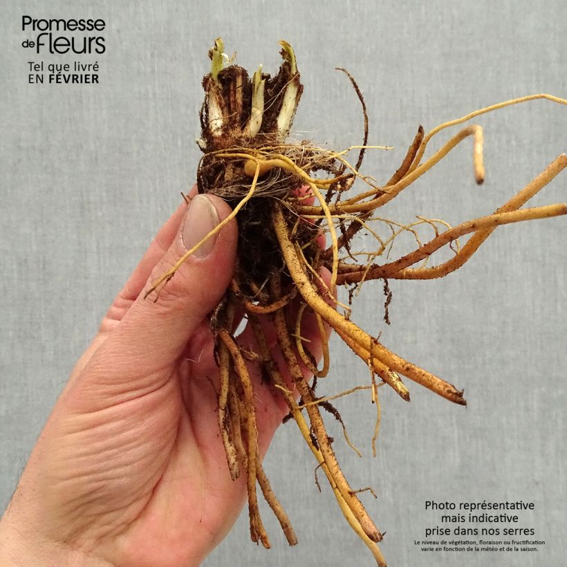 Hemerocallis Everydaylily Bronze - Emerocallide Piante piccole a radice nuda esemplare consegnato in inverno