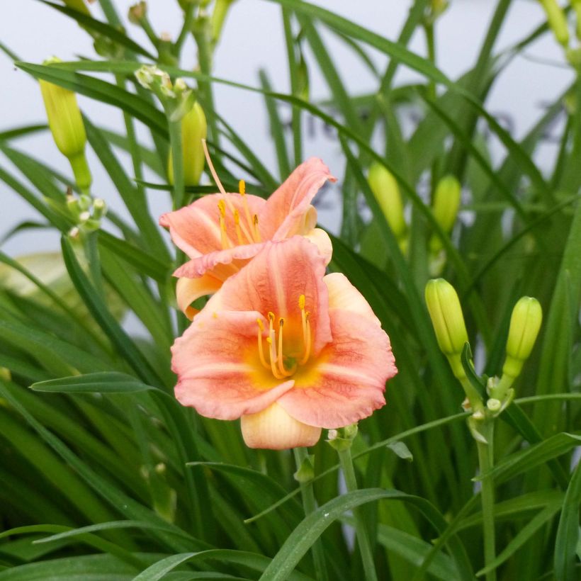 Hemerocallis Everydaylily Cerise - Emerocallide (Flowering)