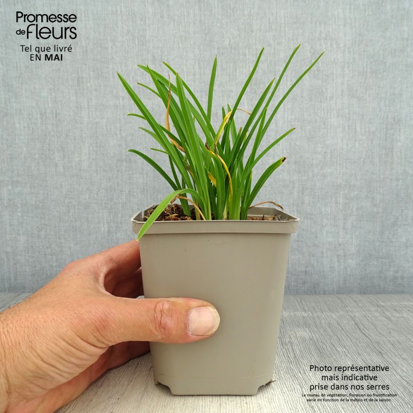 Example of Hemerocallis Everydaylily Cerise - Emerocallide Vasetto da 8/9 cm as you get in printemps