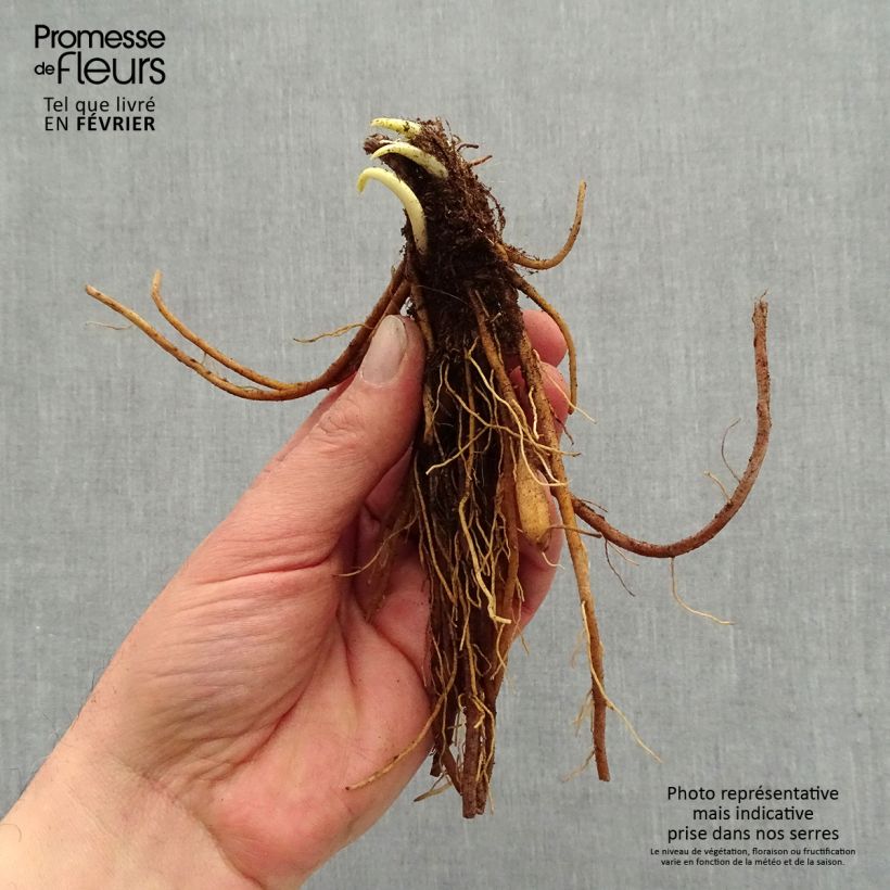 Hemerocallis Everydaylily Punch Yellow - Emerocallide Piante piccole a radice nuda esemplare consegnato in inverno