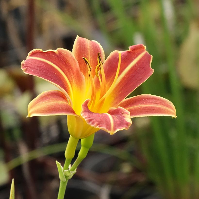 Hemerocallis Everydaylily Red Ribs - Emerocallide (Flowering)