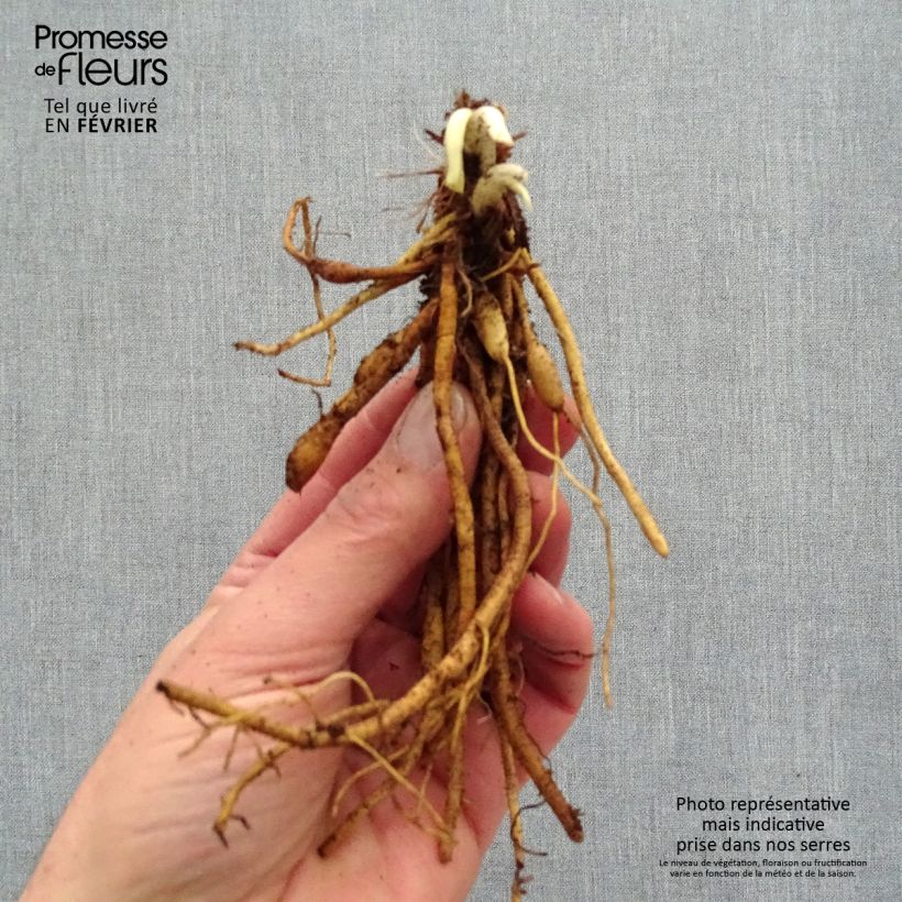 Example of Hemerocallis Everydaylily Red Ribs - Emerocallide Piante piccole a radice nuda as you get in hiver