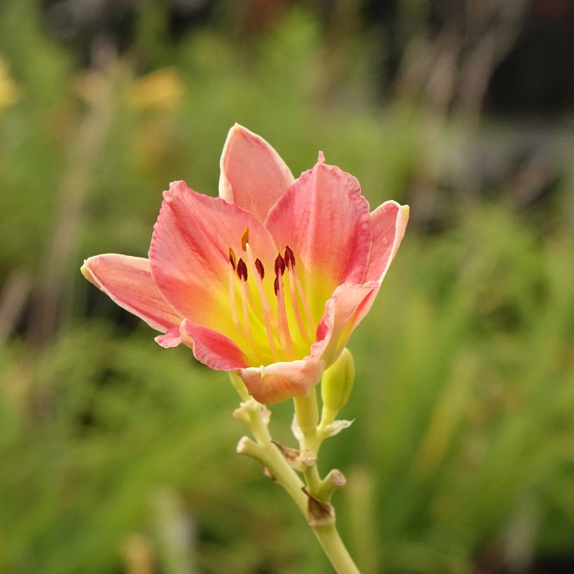 Hemerocallis Final Touch - Emerocallide (Flowering)