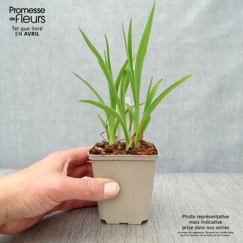 Example of Hemerocallis Final Touch - Emerocallide Vasetto da 8/9 cm as you get in printemps