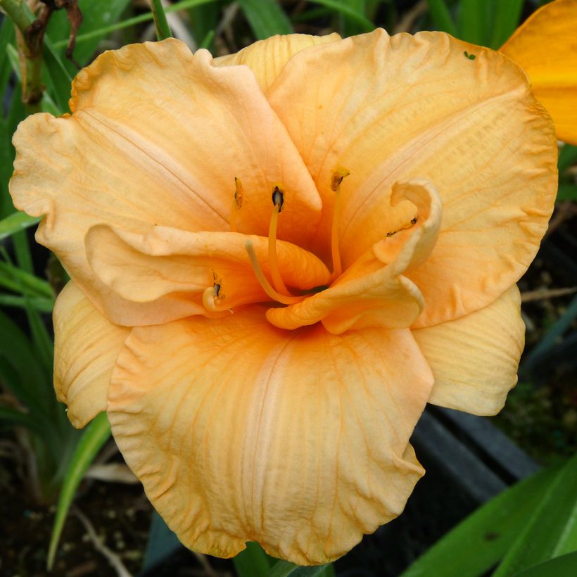 Hemerocallis Flower Pavilion - Emerocallide (Fioritura)
