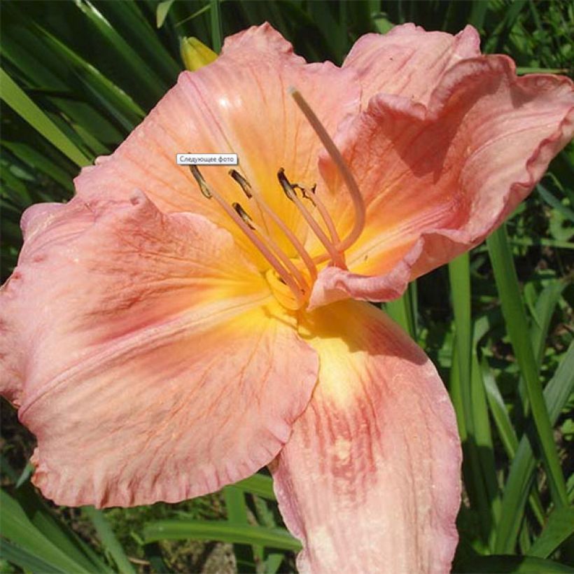 Hemerocallis Franck Gladney - Emerocallide (Fioritura)