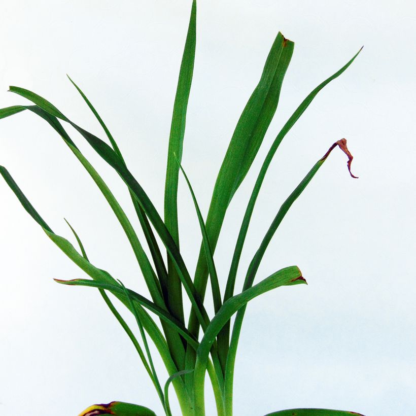 Hemerocallis Frans Hals - Emerocallide (Foliage)