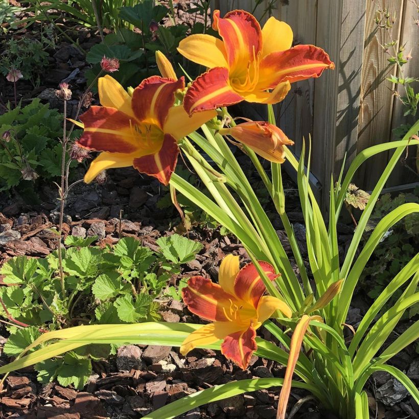 Hemerocallis Frans Hals - Emerocallide (Porto)