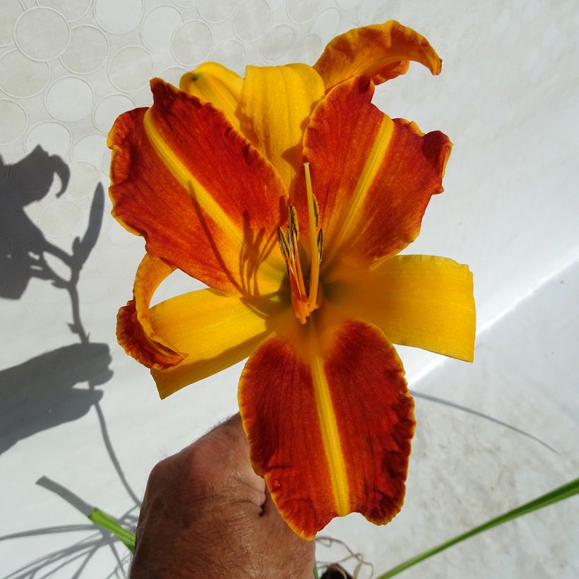 Hemerocallis Frans Hals - Emerocallide (Flowering)