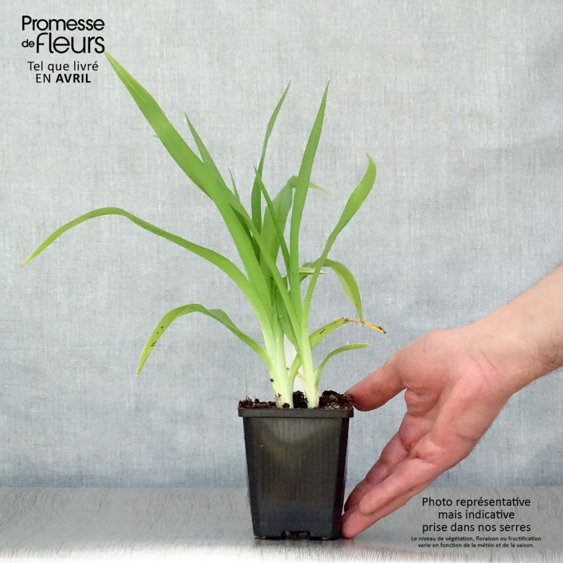 Example of Hemerocallis Frans Hals - Emerocallide Vasetto da 8/9 cm as you get in printemps