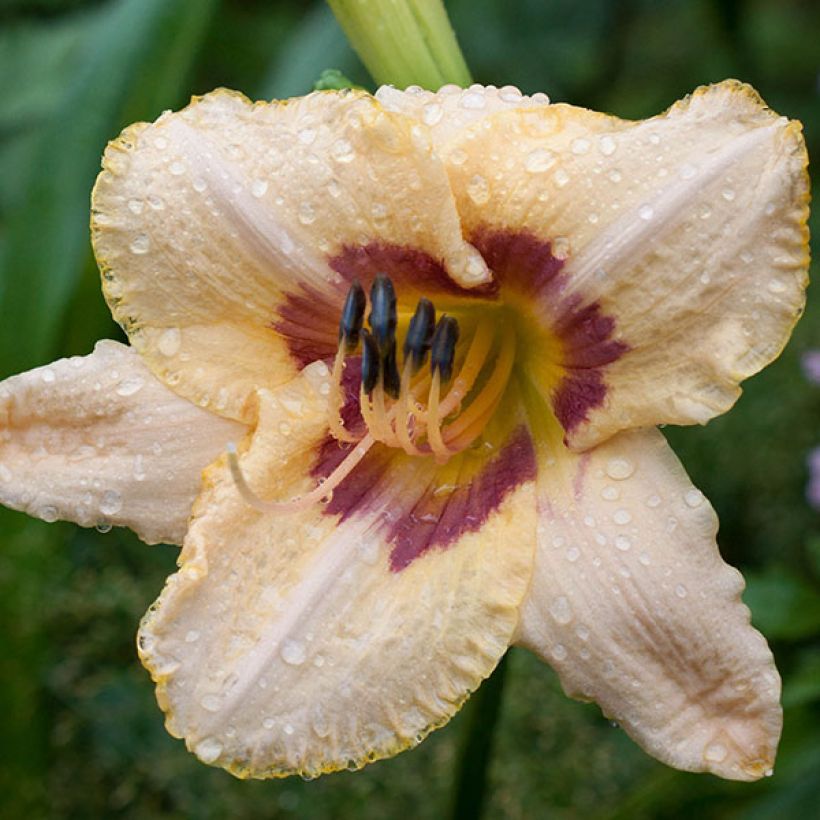 Hemerocallis Gay Cravat - Emerocallide (Fioritura)