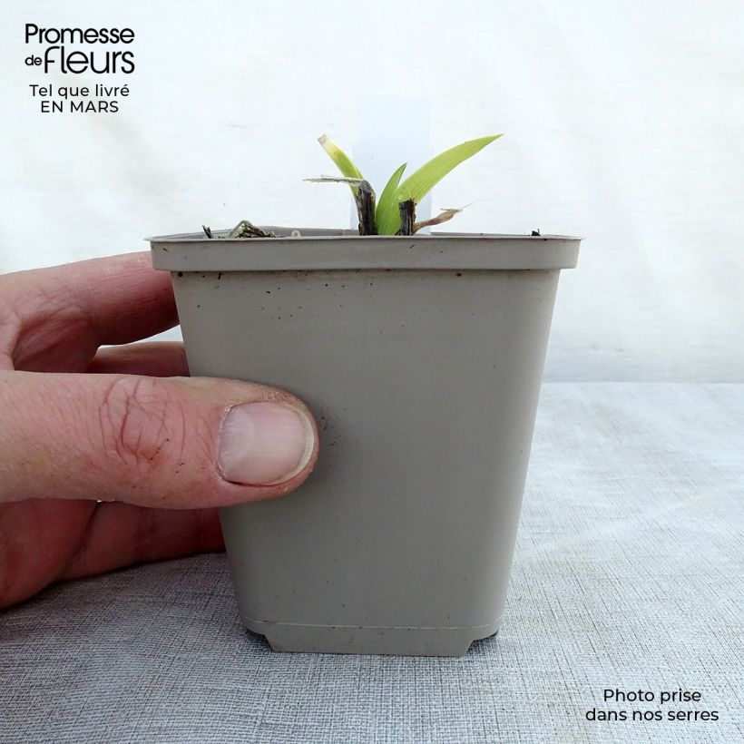 Hemerocallis Grape Velvet - Emerocallide Vasetto da 8/9 cm esemplare consegnato in primavera