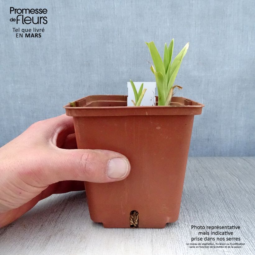 Hemerocallis Hazel Monette - Emerocallide Vasetto da 8/9 cm esemplare consegnato in primavera