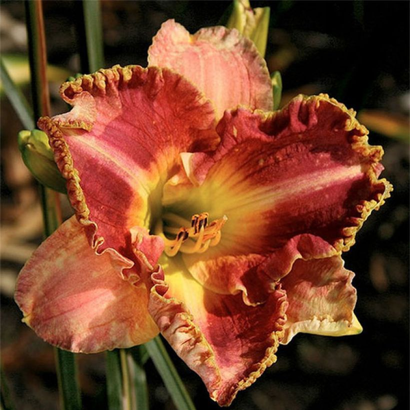 Hemerocallis Ida's Magic - Emerocallide (Fioritura)