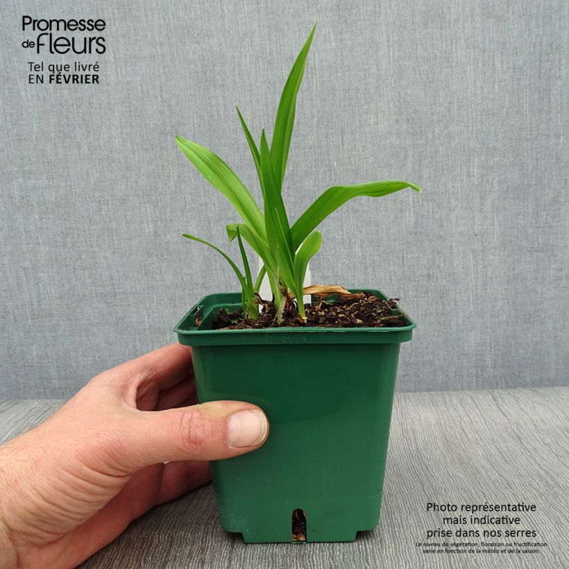 Hemerocallis Indian Giver - Emerocallide Vaso da 1L/1,5L esemplare consegnato in inverno