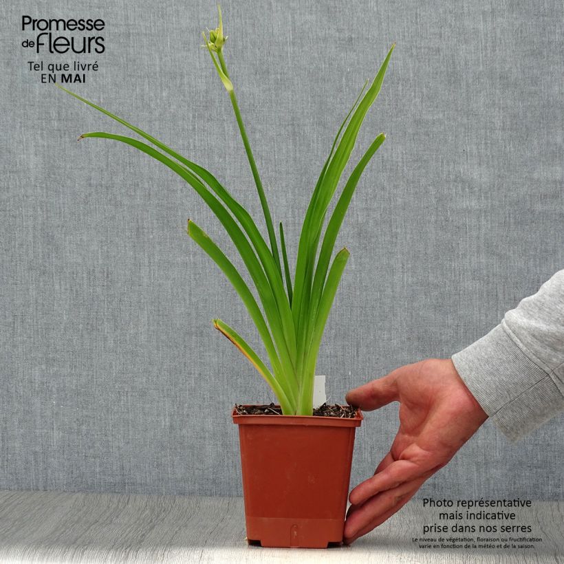 Hemerocallis In Excess - Emerocallide Vaso da 1L/1,5L esemplare consegnato in primavera