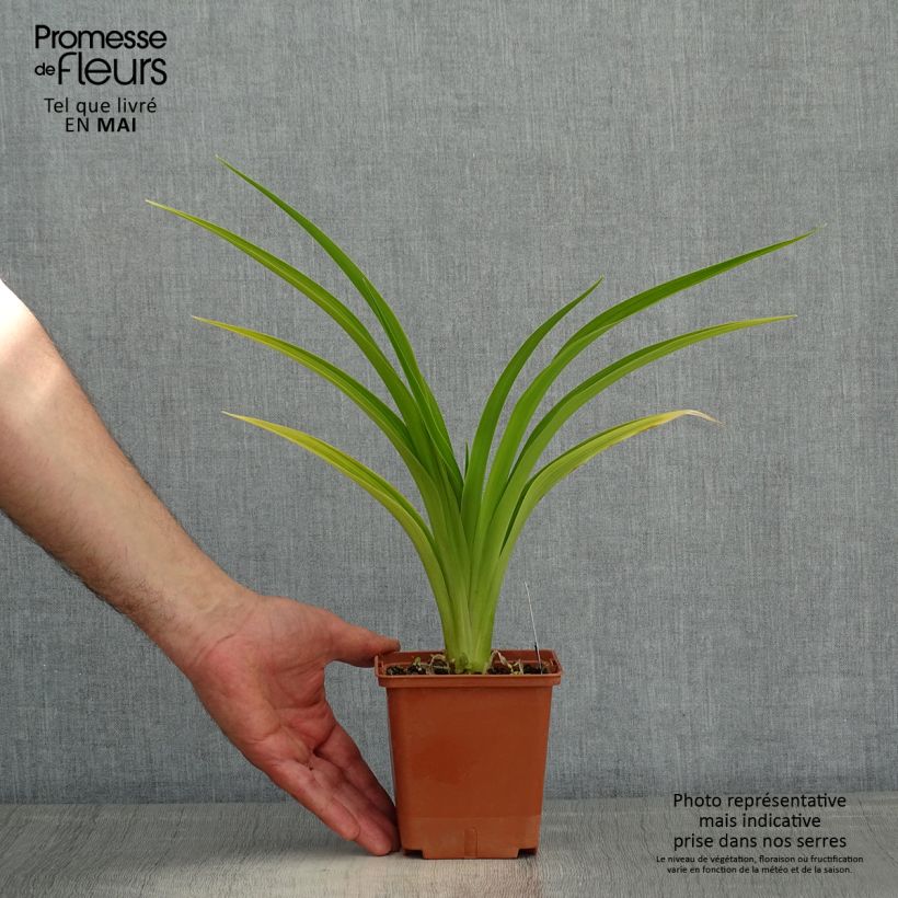 Hemerocallis Indy Reflections - Emerocallide Vaso da 1L/1,5L esemplare consegnato in primavera