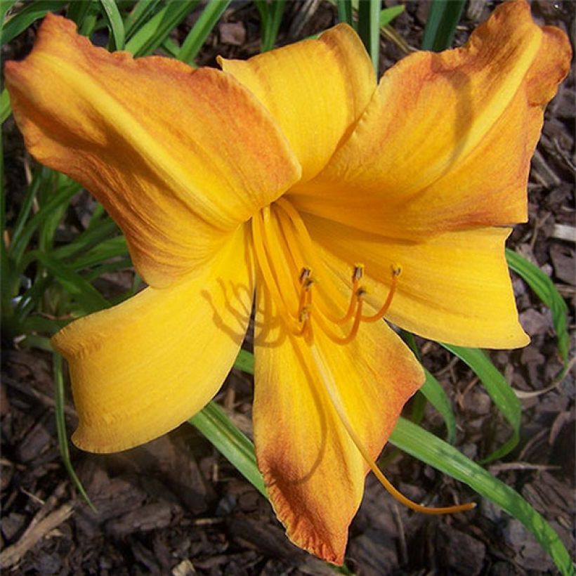 Hemerocallis Invictus - Emerocallide (Fioritura)