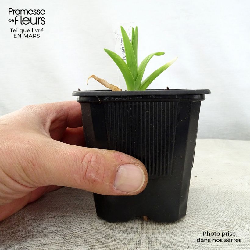 Hemerocallis Iron Gate Glacier - Emerocallide Vasetto da 8/9 cm esemplare consegnato in primavera