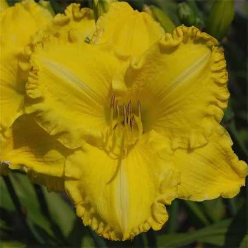 Hemerocallis Isle of Capri - Emerocallide (Fioritura)