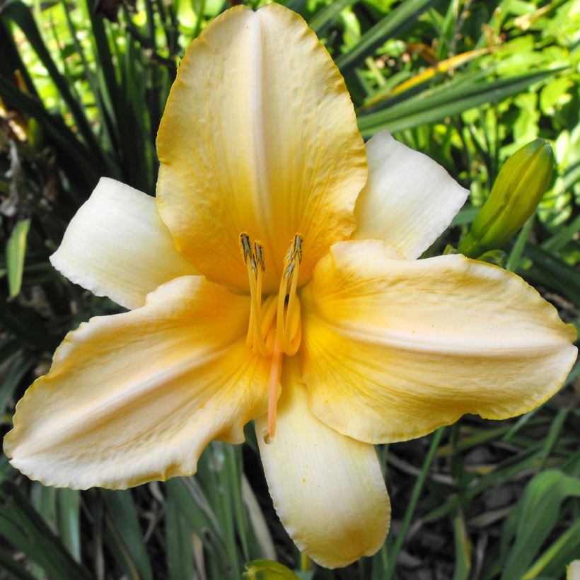 Hemerocallis Ivory Marble - Emerocallide (Fioritura)