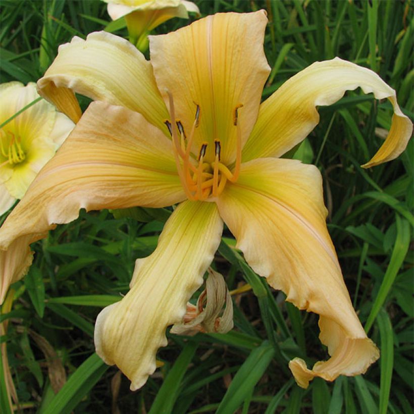 Hemerocallis Jan's Twister - Emerocallide (Fioritura)