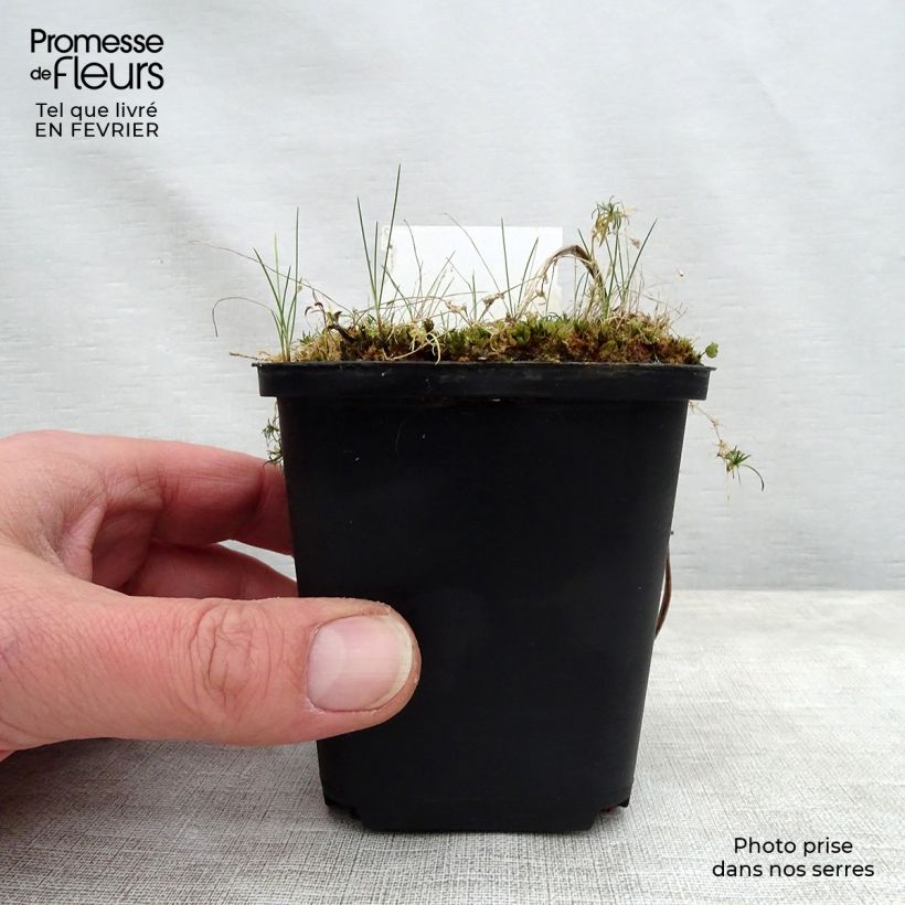 Hemerocallis Jannick's Choice - Emerocallide Vasetto da 8/9 cm esemplare consegnato in inverno