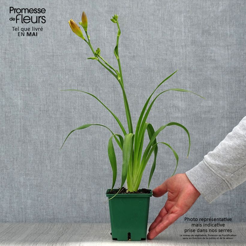 Hemerocallis Jason Salter - Emerocallide Vaso da 1L/1,5L esemplare consegnato in primavera