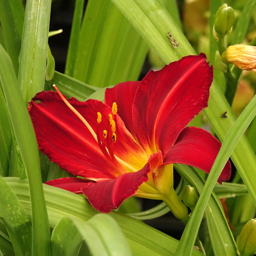 Hemerocallis Jolly Hearts - Emerocallide (Fioritura)