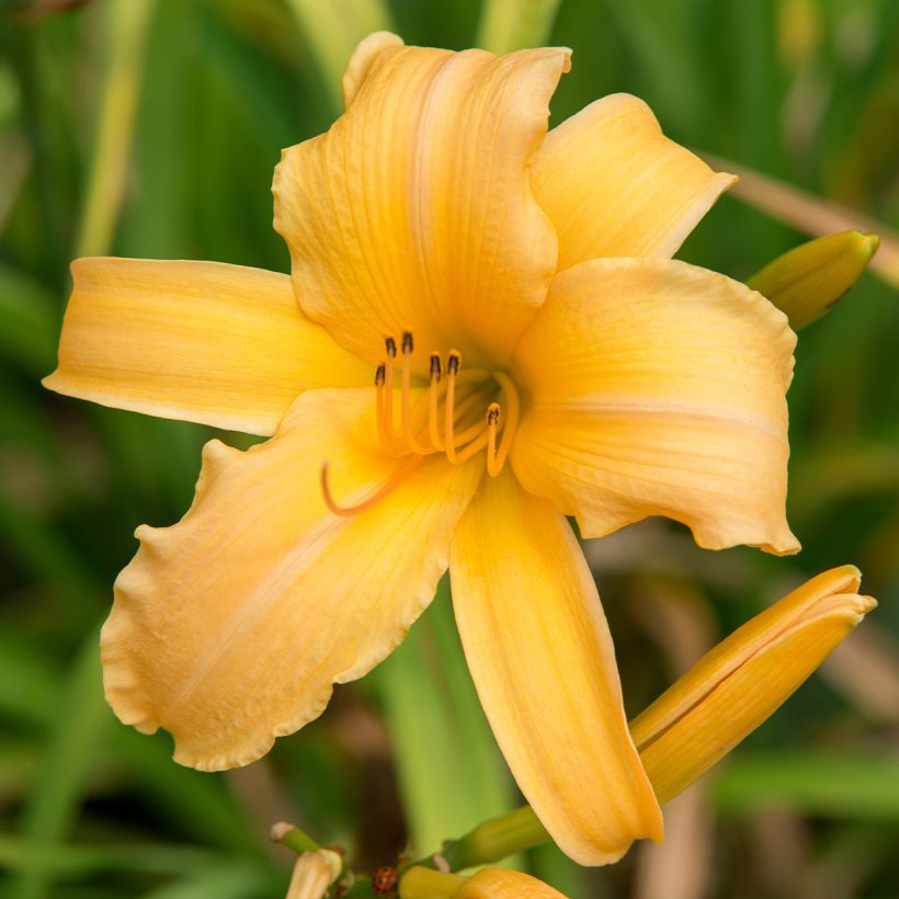 Hemerocallis Judge Orr - Emerocallide (Fioritura)
