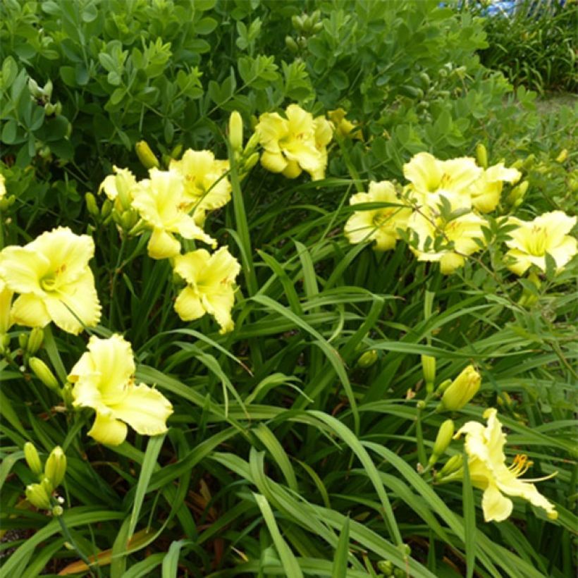 Hemerocallis Lemon Lyric - Emerocallide (Fioritura)