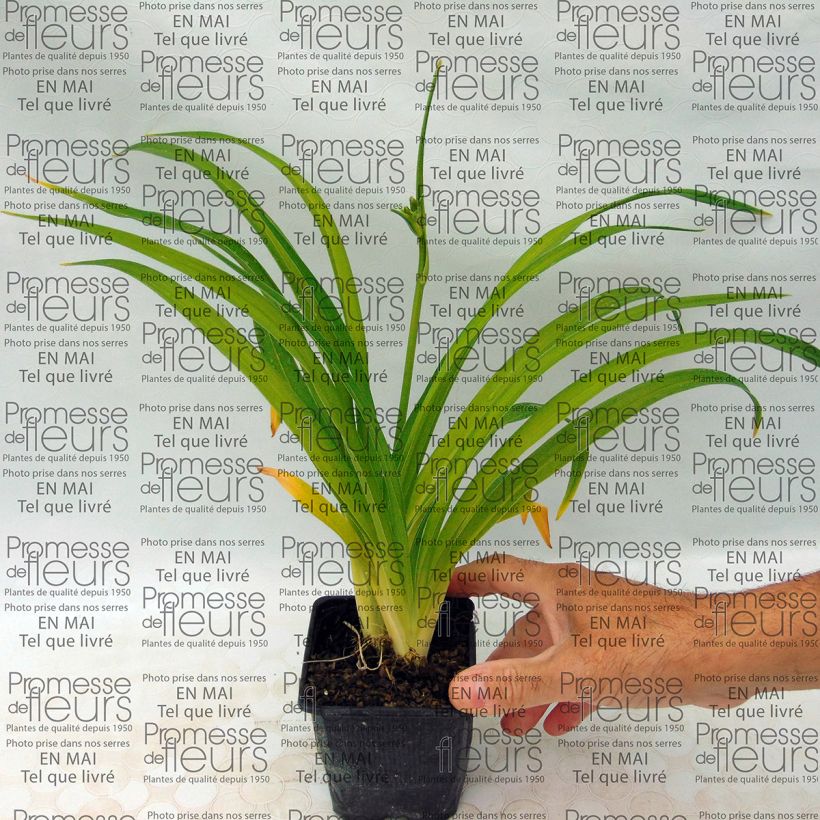 Esempio di esemplare Hemerocallis Little Business - Emerocallide Vasetto da 8/9 cm come consegnato