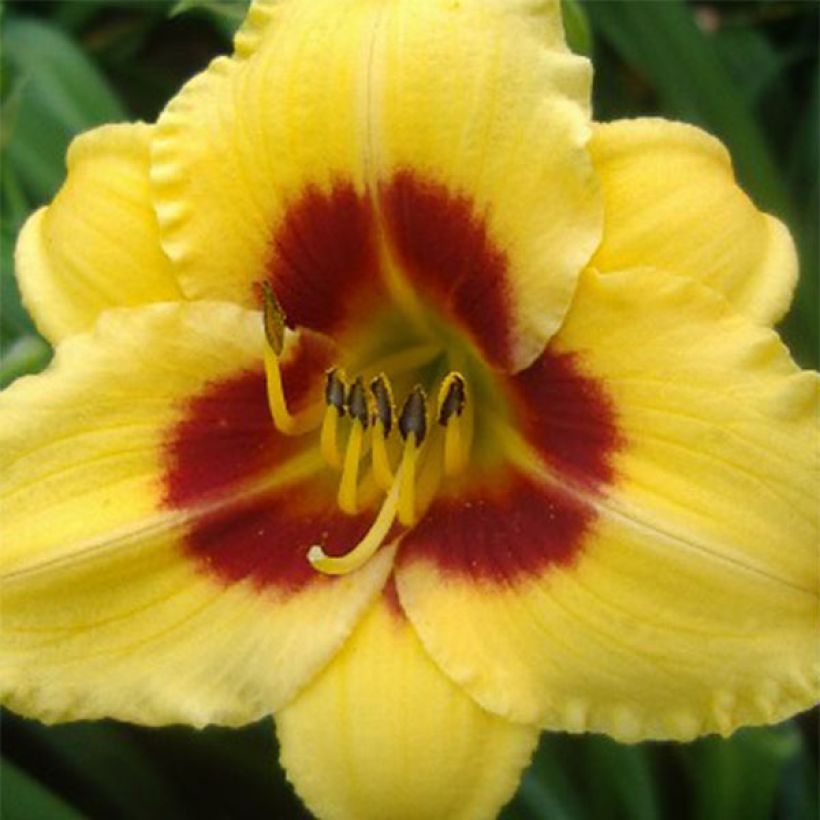 Hemerocallis Little Cadet - Emerocallide (Fioritura)
