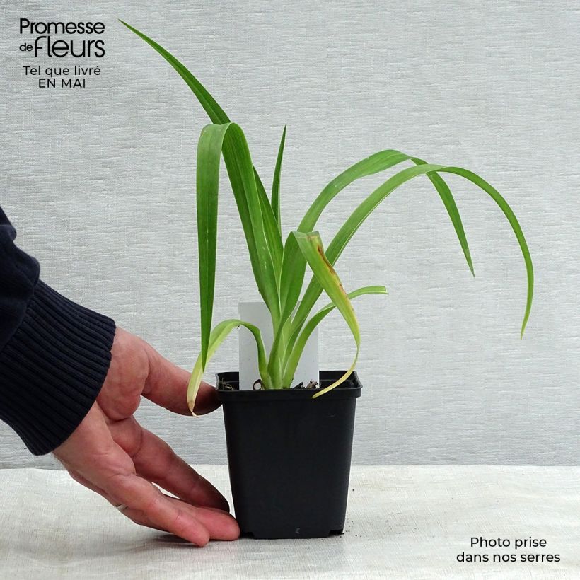 Example of Hemerocallis Luxury Lace - Emerocallide Vasetto da 8/9 cm as you get in printemps