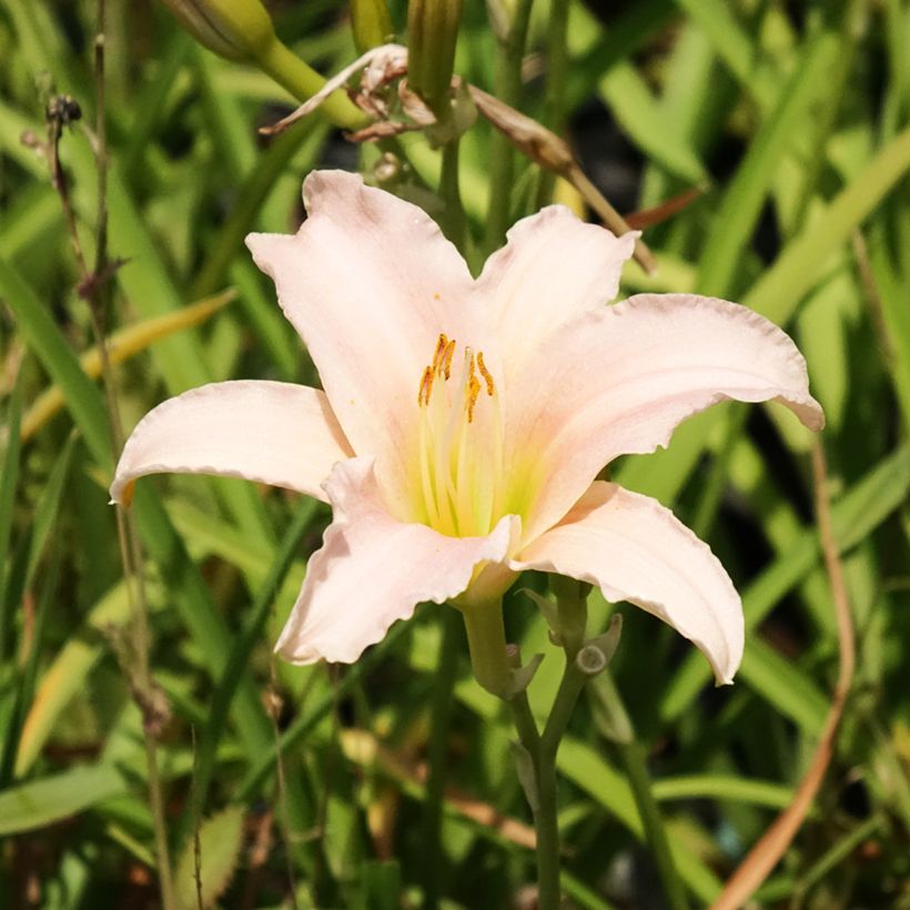 Hemerocallis Luxury Lace - Emerocallide (Flowering)