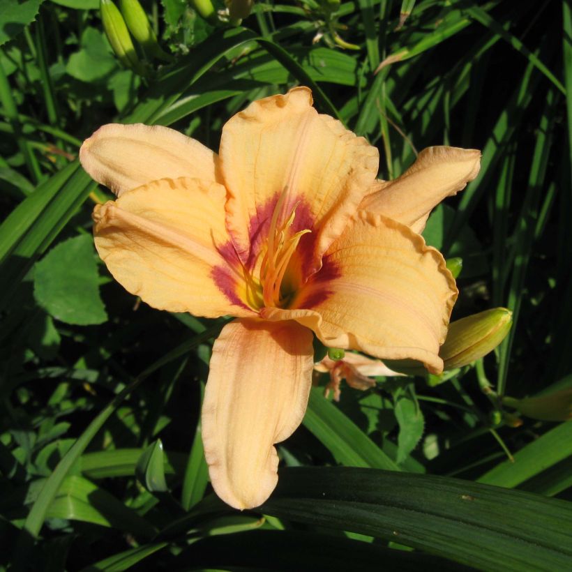 Hemerocallis Lynn Hall - Emerocallide (Fioritura)