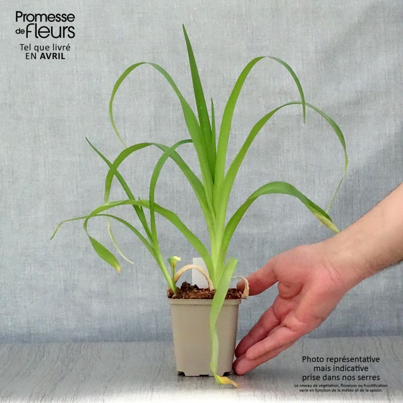 Hemerocallis Margaret Perry - Emerocallide Vasetto da 8/9 cm esemplare consegnato in primavera