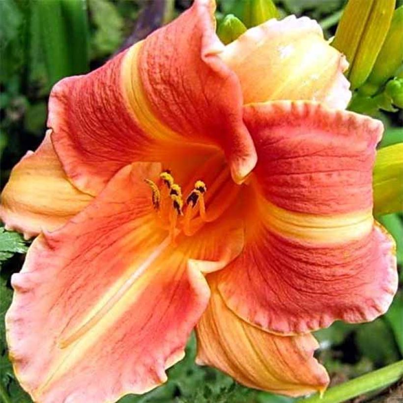 Hemerocallis Martha Lee - Emerocallide (Fioritura)