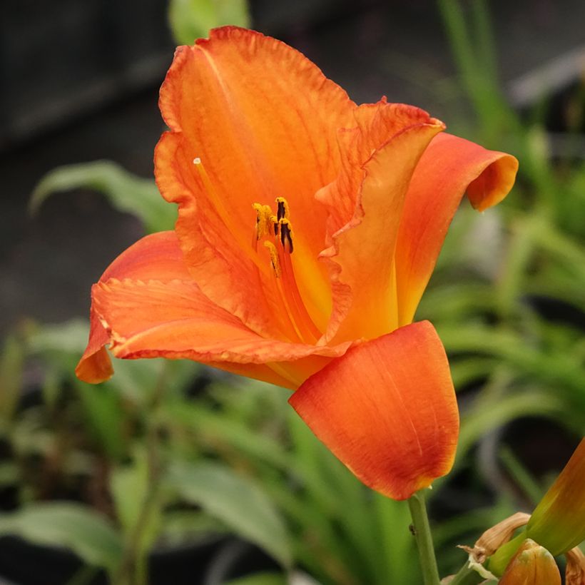 Hemerocallis Mauna Loa - Emerocallide (Fioritura)