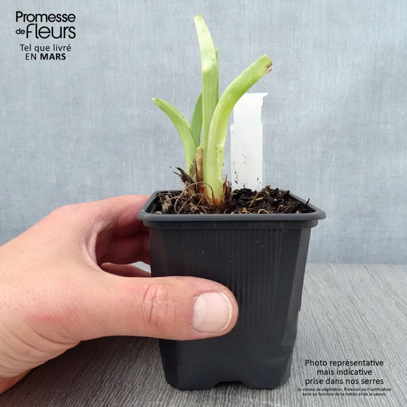 Hemerocallis Mildred Mitchell - Emerocallide Vasetto da 8/9 cm esemplare consegnato in primavera