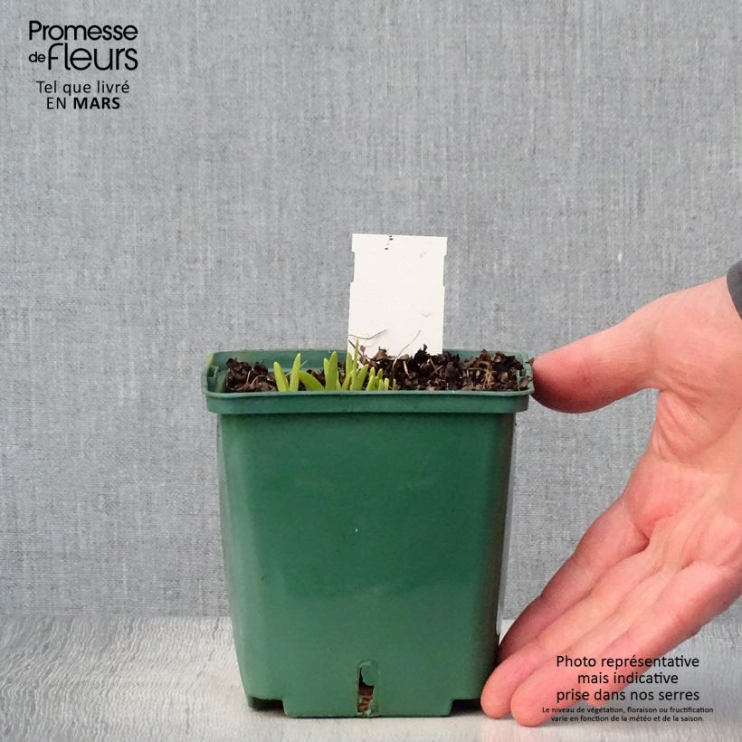 Hemerocallis Mini stella - Emerocallide Vaso da 1L/1,5L esemplare consegnato in primavera